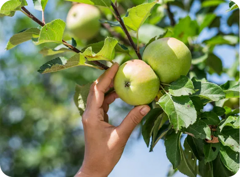 Selección de frutas